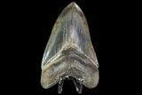 Serrated, Fossil Megalodon Tooth - Georgia #104978-1